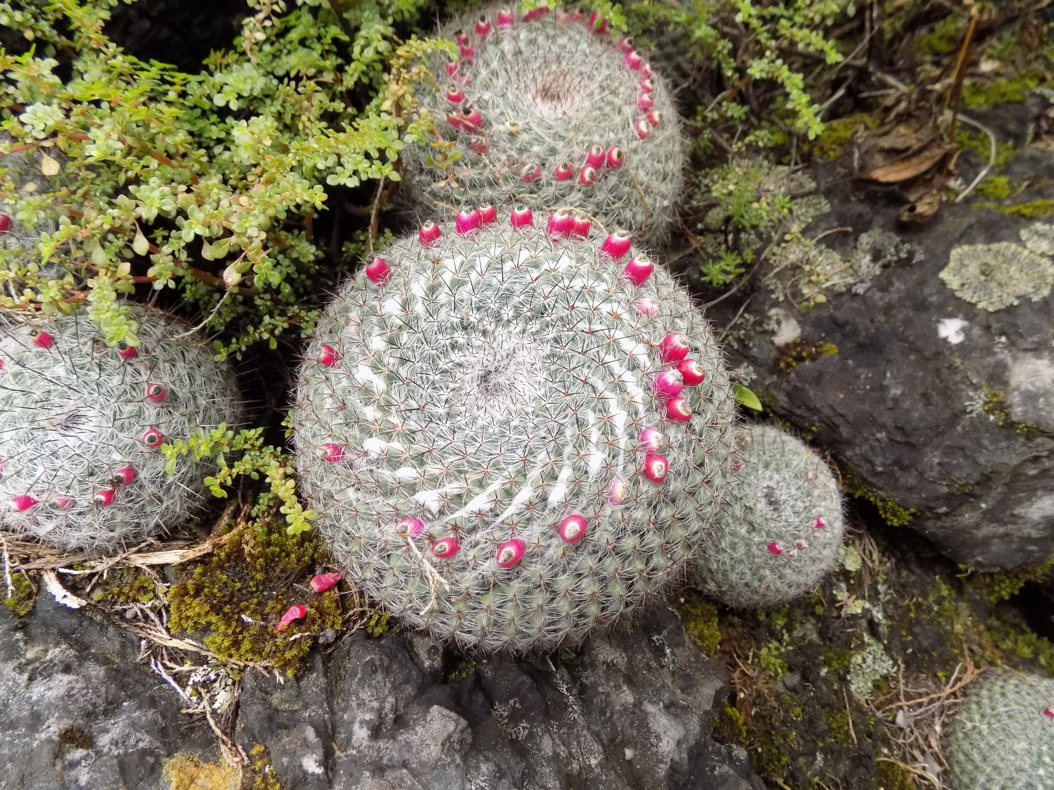 Mammillaria hahniana